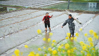 萌发在春天里的四川农业供给侧结构性改革新脉动·地膜